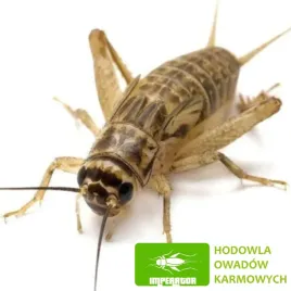 zywe-swierszcze-domowe-duze-15-25cm-100szt-legalny-transport-badane-100-szt
