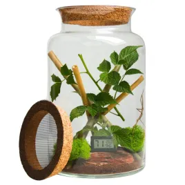 terrarium-dla-patyczaka-30cm-zestaw-do-hodowli-19-cm-7-l