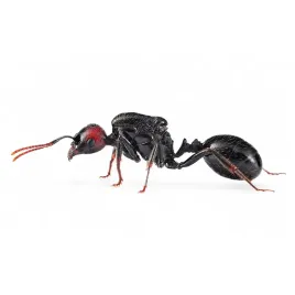 messor-barbarus-mrowki-4ants-krolowa-2130-robotnic-hiszpania-samica