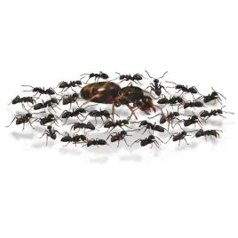 mrowki-lasius-niger-10-20-kolonia-do-hodowli-dla-poczatkujacych-samica