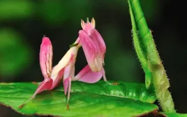 hymenopus-coronatus-modliszka-storczykowa-l1-2-nieokreslona