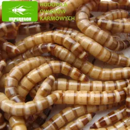drewnojady-drewnojad-500ml-legalny-transport-badane-z-37-442-sztuk