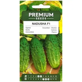 ogorek-nadusha-f1-25-nasion-premium-seeds
