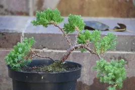 jalowiec-rozeslany-nana-bonsai-juniperus-procumbens-na-balkon-taras