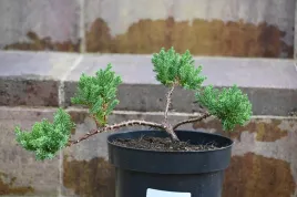 jalowiec-rozeslany-nana-bonsai-juniperus-procumbens-na-balkon-taras