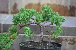 jalowiec-rozeslany-nana-bonsai-juniperus-procumbens-na-balkon-taras