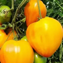 hazera-pomidor-gourmansun-f1-250-n