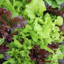 toraf-salata-mix-mieszanka-odmian-krucha-lodowa-maslowa-1g-nasiona-warzyw