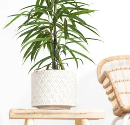ficus-binnendiijkii-alii-figowiec-wierzbolistny-fikus-sadzonka-rozmiar-m