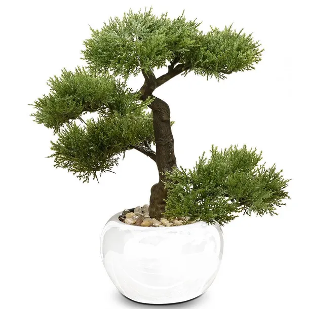 drzewko-bonsai-w-doniczce-iglaste
