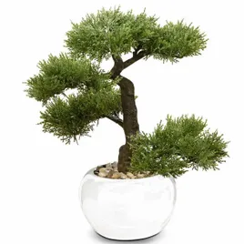 drzewko-bonsai-w-doniczce-iglaste