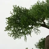 drzewko-bonsai-w-doniczce-iglaste-kod-produktu-5907600415478