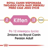royal-251890-persian-kitten-2kg-wiek-zwierzecia-kocieta-i-mlode-koty