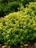 berberys-thunberga-tiny-gold-sadzonka