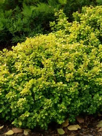 berberys-thunberga-tiny-gold-sadzonka