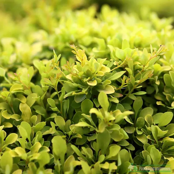 berberys-thunberga-tiny-gold-sadzonka-roslina-w-postaci-sadzonka-w-pojemniku-1-2l