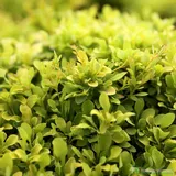 berberys-thunberga-tiny-gold-sadzonka-roslina-w-postaci-sadzonka-w-pojemniku-1-2l