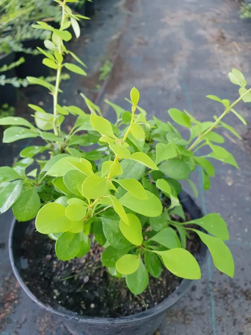 berberys-thunberga-tiny-gold-sadzonka