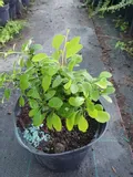 berberys-thunberga-tiny-gold-sadzonka-kod-produktu-0109