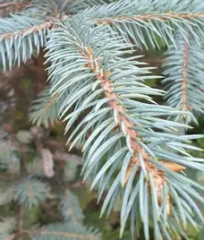 swierk-srebrny-50-80cm-sadzonki-gk-szkolkowane-choinki