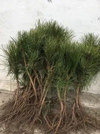 sosna-czarna-pinus-nigra-sadzonki-4letnie-choinki-2-2-30-60cm