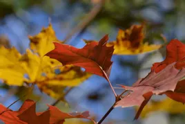 dab-czerwony-sadzonki-120-150cm-quercus-rubra