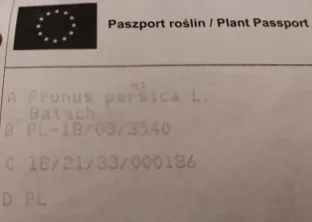 brzoskwinia-miniaturowa-mini-drzewko-sadzonki-wiek-sadzonki-w-latach-2