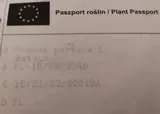 brzoskwinia-miniaturowa-mini-drzewko-sadzonki-wiek-sadzonki-w-latach-2