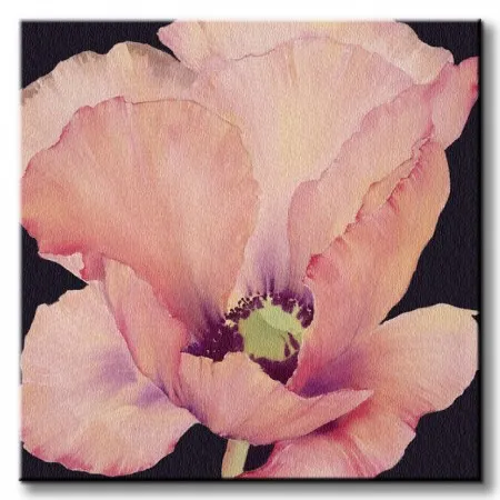 delicate-pink-poppy-obraz-na-plotnie-40x40-cm