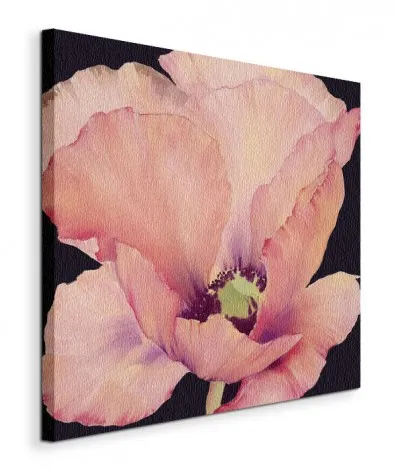 delicate-pink-poppy-obraz-na-plotnie-40x40-cm-stan-nowy