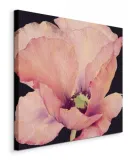 delicate-pink-poppy-obraz-na-plotnie-40x40-cm-stan-nowy