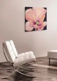 delicate-pink-poppy-obraz-na-plotnie-40x40-cm-stan-nowy