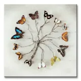 butterfly-harmony-motyle-obraz-na-plotnie-40x40-cm-stan-nowy