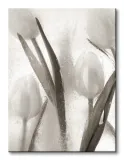 ice-form-7-obraz-na-plotnie-30x40-cm-stan-nowy