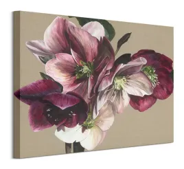 hellebore-iv-obraz-na-plotnie-50x40-cm
