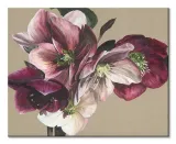 hellebore-iv-obraz-na-plotnie-50x40-cm-stan-nowy