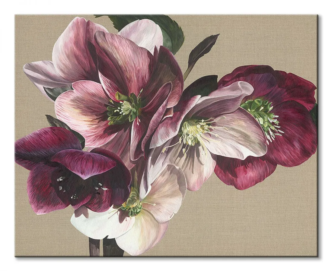 hellebore-iv-obraz-na-plotnie-50x40-cm