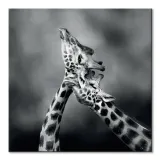 neck-loving-obraz-na-plotnie-40x40-cm-stan-nowy
