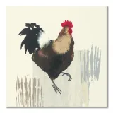 cockerel-obraz-na-plotnie-40x40-cm-stan-nowy