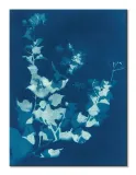bougainvillea-obraz-na-plotnie-30x40-cm-stan-nowy
