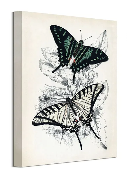 butterflies-i-obraz-na-plotnie-30x40-cm