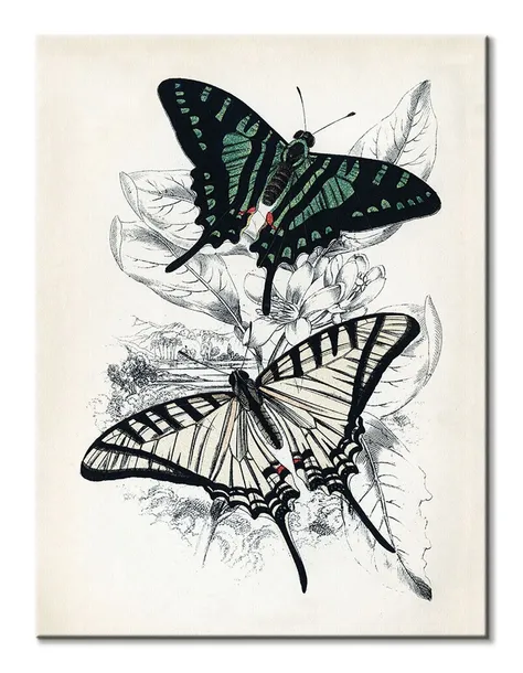 butterflies-i-obraz-na-plotnie-30x40-cm-stan-nowy