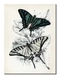butterflies-i-obraz-na-plotnie-30x40-cm-stan-nowy