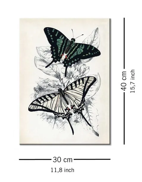 butterflies-i-obraz-na-plotnie-30x40-cm-stan-nowy