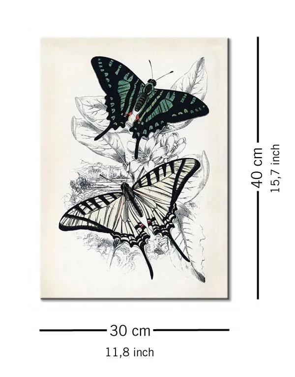 butterflies-i-obraz-na-plotnie-30x40-cm