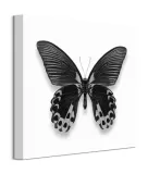 czarny-motyl-obraz-na-plotnie-40x40-cm