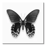 czarny-motyl-obraz-na-plotnie-40x40-cm-stan-nowy