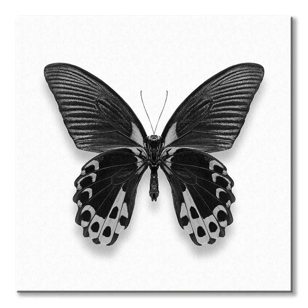 czarny-motyl-obraz-na-plotnie-40x40-cm