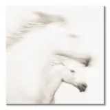 gentle-obraz-na-plotnie-40x40-cm-stan-nowy