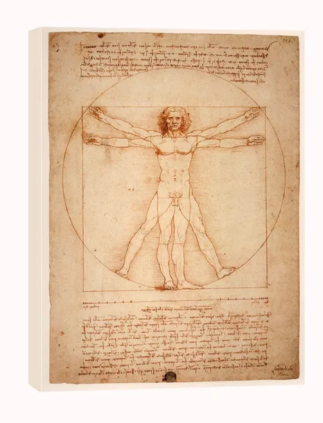 anatomia-leonardo-da-vinci-obraz-na-plotnie-40x50-cm